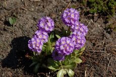 Primel-Kugelprimel 06.JPG